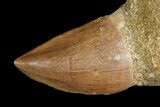 Mosasaur Tooth & Fossil Shark Tooth - Morocco #163910-2